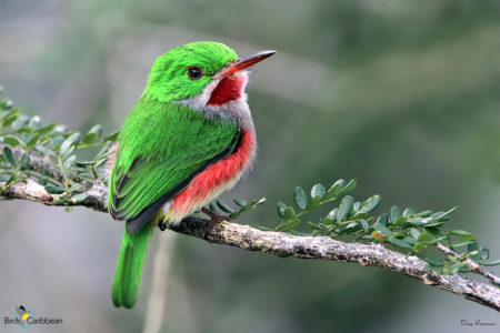 Broad-billed Tody perched