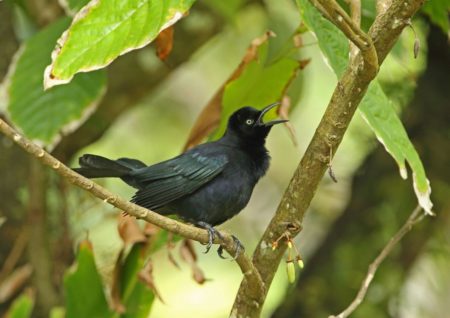 Carib Grackle singing in a tree, Saint Lucia.