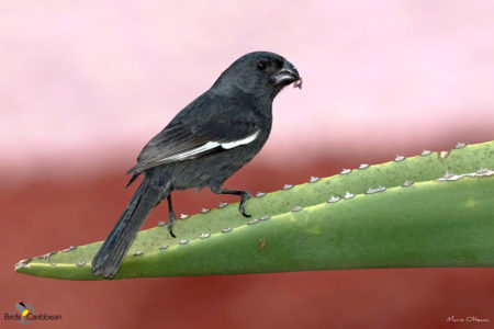 Cuban Bullfinch, female