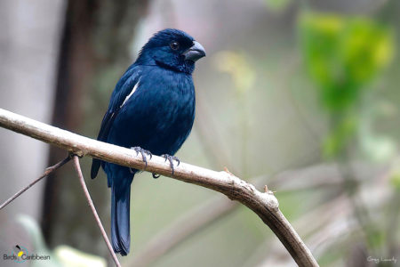 Cuban Bullfinch