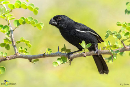 Male Cuban Bullfinch, Grand-Cayman