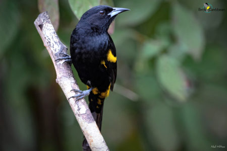 https://www.birdscaribbean.org/wp-content/uploads/2022/04/Cuban-Oriole-Dec-2020-Playa-Larga-Cuba-Neil-Hilton-BEST-BC-450x300.jpg