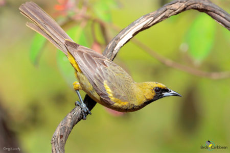 Juvenile Cuban Oriole