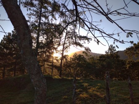 Dominican Republic Forest.