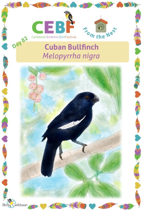 Caribbean Endemic Bird Festival 2021 encourages participants to “Sing, Fly,  Soar — Like A Bird” – BirdsCaribbean