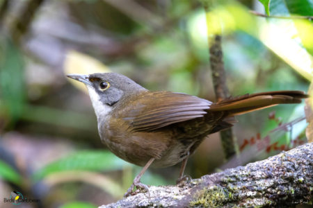 Eastern Chat-Tanager