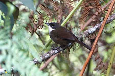 Eastern Chat-Tanager