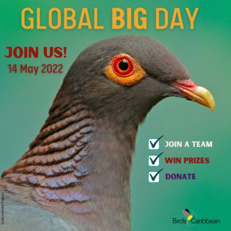 Global Big Day 2022