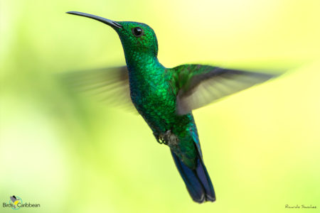 Green Mango in flight.