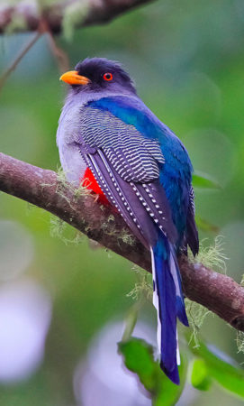 Hispaniolan Trogon