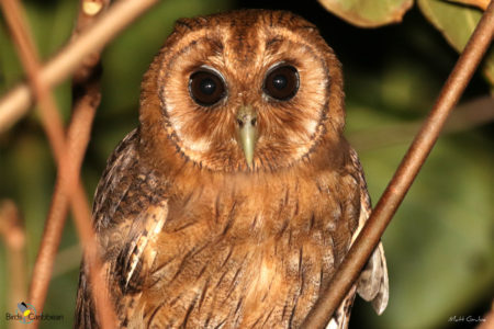 Jamaican Owl