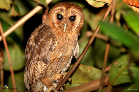 Jamaican Owl