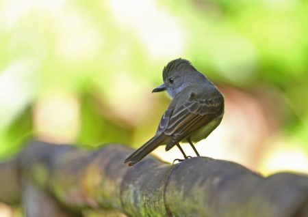 Lesser Antillean Flycatcher on a fence.