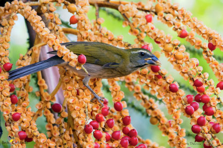 Lesser Antillean Saltator in Guadeloupe