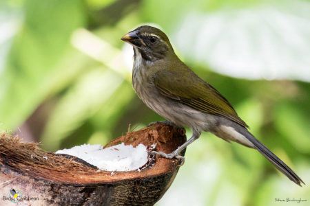 Lesser Antillean-Saltator feeds on a coconut in St Lucia. 