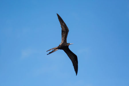 Magnificent Frigatebird flying overhead.