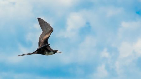 Magnificent Frigatebird soaring overhead.