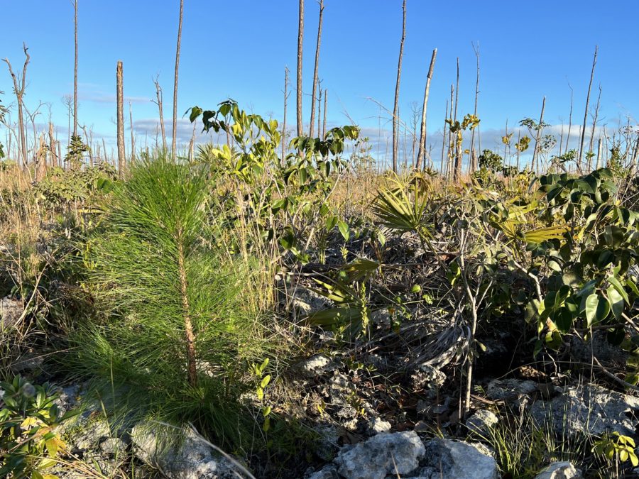 New pine trees and poisonwood growth.