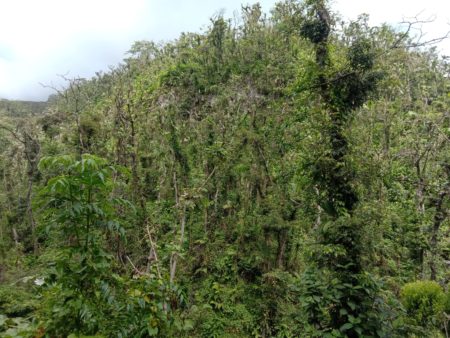New growth and plants recovering on the eastern slope of La Soufriere.