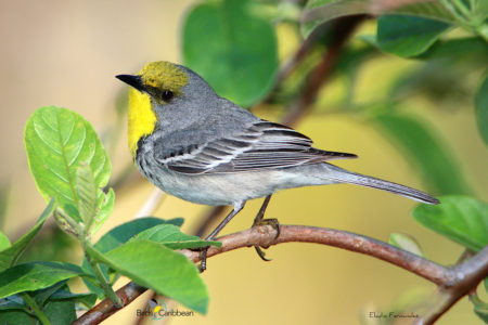 Olive-capped Warbler