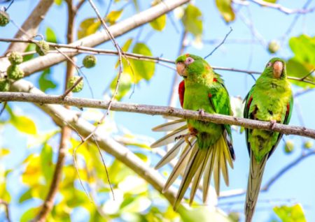 Pair of Cuban Parakeet sit in a tree.