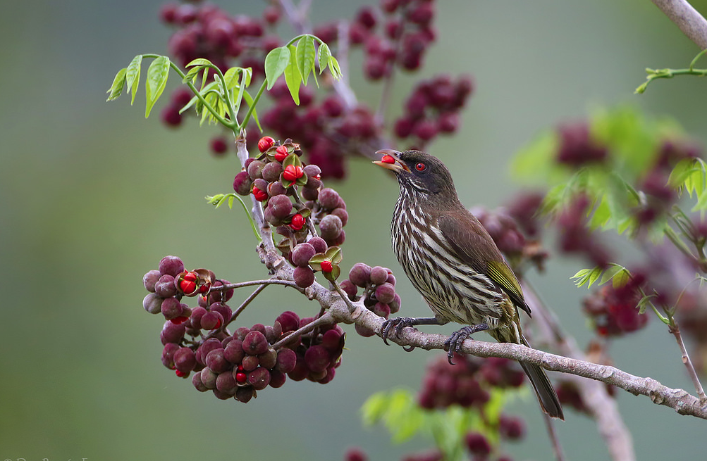 Palmchat eating red berries.