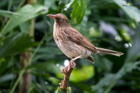 Pearly-eyed Thrasher