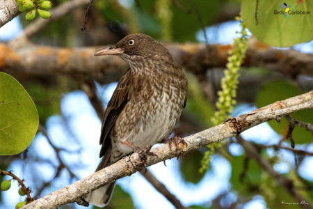 Pearly-eyed Thrasher