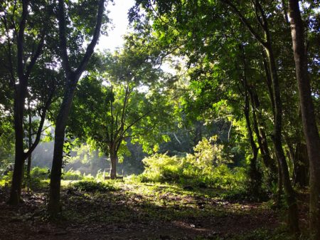 Rancho Baiguate in the morning, Jarabacoa, Dominican Republic.