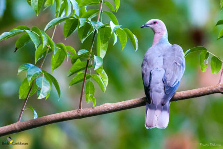 Band-tailed Pigeon | San Diego Bird Spot