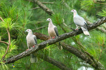 Ring-tailed Pigeons 