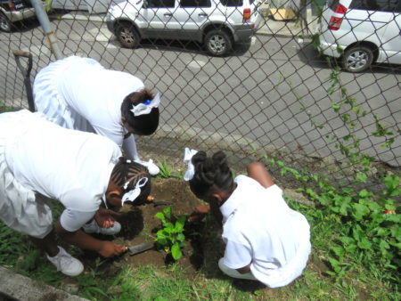 Students from the St. Martin Primary School plant a tree, Dominica.