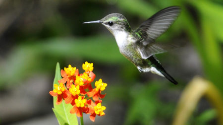 Vervain Hummingbird, Jamaica. 