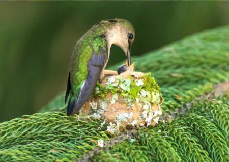 Vervain Hummingbird feeding its chick.