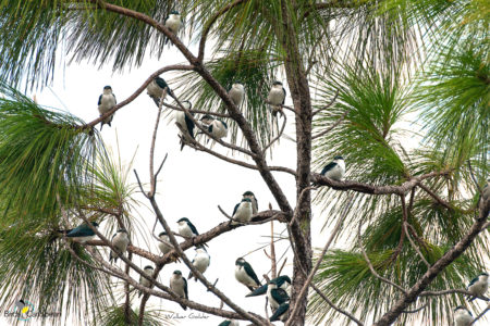 Bahama Swallow group perched in a tree