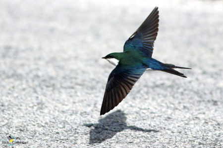 Bahama Swallow