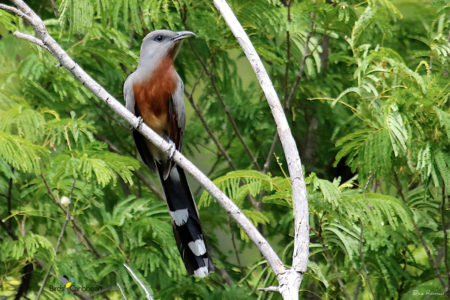 Bay-breasted Cuckoo