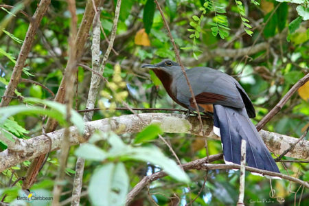 Bay-breasted Cuckoo