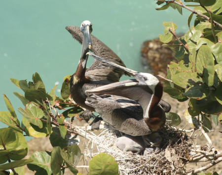 A pair of Brown Pelicans cares for its three young chicks in the Le Gosier colony, during the 2013-2014 nesting period