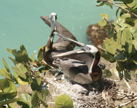 Forbidden Island Game – Bird and Pear