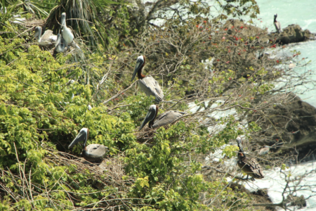 Brown Pelicans breeding at the Le Gosier colony during the 2013-2014 nesting period.
