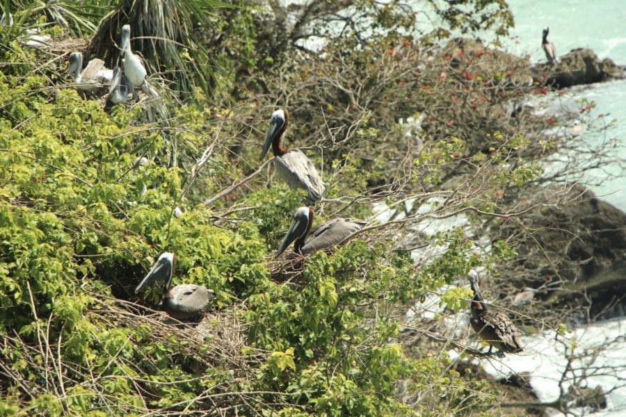 Photographie 3: Des pélicans bruns en nidification à la colonie du Gosier, pendant la saison de reproduction 2013-2014. (Association pour la Sauvegarde de la Faune des Antilles - Régis Gomès). Dans le coin en haut à gauche, noter les trois grands poussins dans un même nid, un signe d’une colonie en bonne santé écologique.