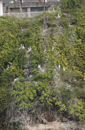 Gosier colony during the 2013-2014 breeding period