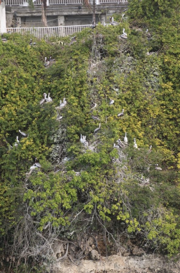 Photographie 2: Une partie de la colonie de pélicans bruns du Gosier, pendant la saison de reproduction 2013-2014. (Photo: Association pour la Sauvegarde de la Faune des Antilles - Régis Gomès). Noter les nombreux poussins (plumage blanc et ailes brunes) sur les nids, signe en bonne santé écologique.