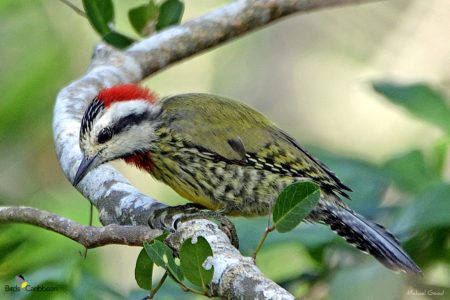 Female Cuban Green Woodpecke