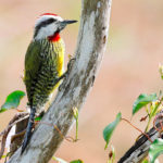 Male Cuban Green Woodpecker