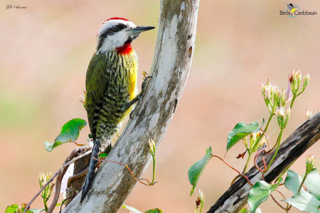 Male Cuban Green Woodpecker