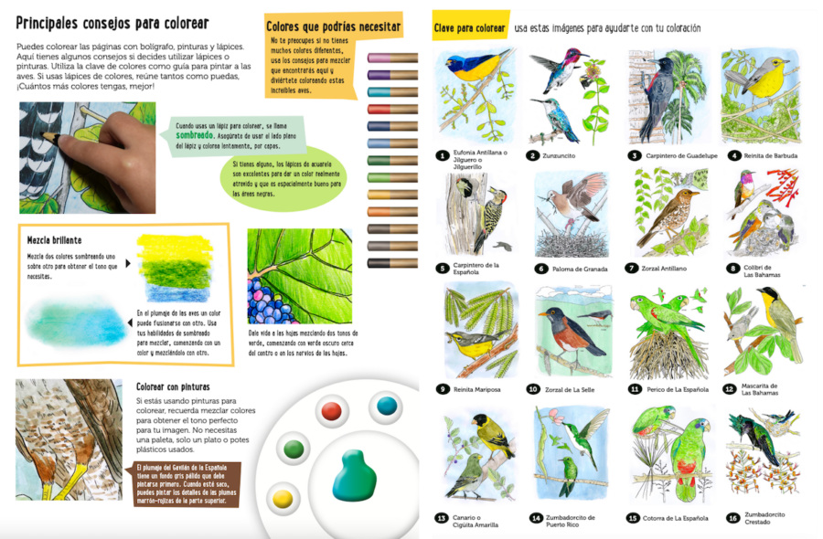 Coloring Tips and Coloring key