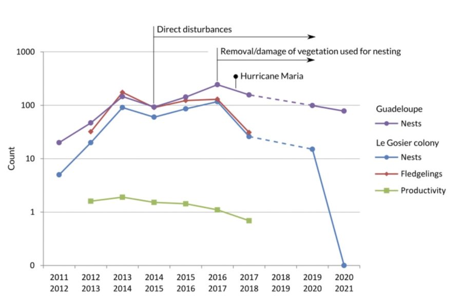 Figure 1. Effectifs de population du pélican brun en Guadeloupe entre 2011 et 2021. Les comptages de jeunes à l’envol, et les estimations de productivité en découlant, n’ont pas pu être effectués après 2018. Données : Association pour la Sauvegarde de la Faune des Antilles.