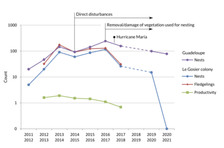 Estimated sizes of the Brown Pelican population in Guadeloupe between 2011 and 2021. Counts of fledgelings, and resulting estimates of productivity, were only carried out until 2018.